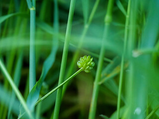 Beautiful green background. In the foreground a still closed forest buttercup flower (Ranunculus...