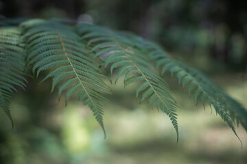 Fototapeta premium Close-up of lush green fern leaves in soft natural light. The detailed foliage and blurred background create a calm, tropical forest atmosphere and highlight nature's beauty