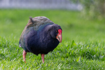 Takahe on the grass