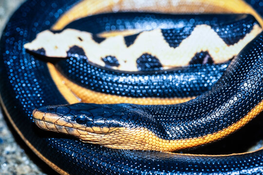Close uo of a Yellow-bellied Sea Snake