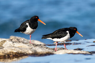 Australian Pied Oystercatchers resting on the high tide waiting for it's feeding grounds to be exposed as the tide recedes