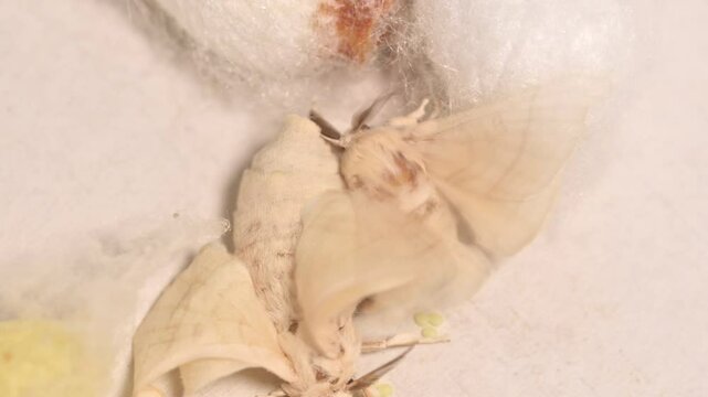 the silkworm moth emerges from its cocoon