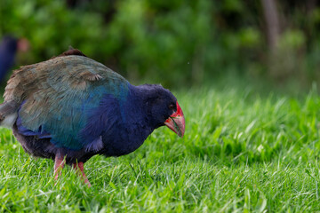 Takahe on the grass