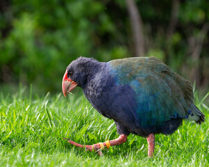 Takahe on the grass