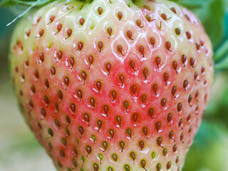 Close-up of green unripe strawberry (Fragaria × ananassa) showing seeds. Detailed surface macro...