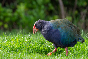 Takahe on the grass