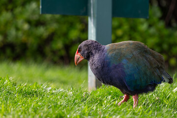 Takahe on the grass