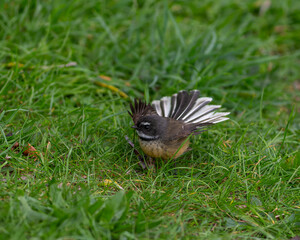 Obraz premium Fantail bird on the grass
