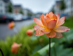 Fototapeta premium Orange Lotus in Rain