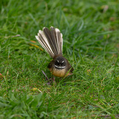 Fantail bird on the grass