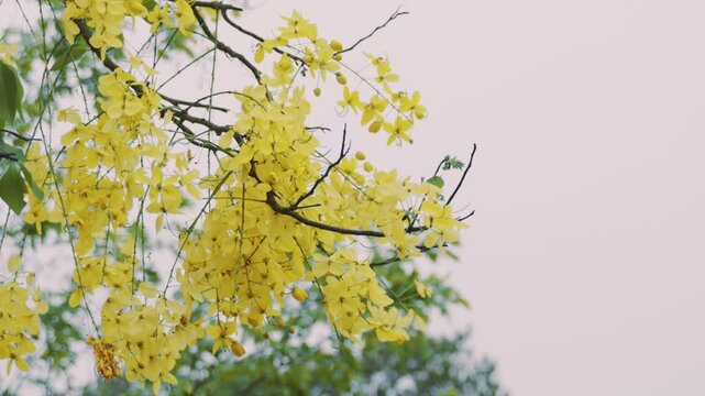 Golden Bahava flower bunches hanging from tree branches moving peacefully in slow motion.