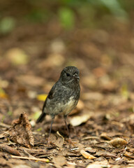 North Island Robin on the ground