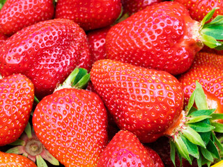 Pile of fresh harvested ripe strawberries (Fragaria × ananassa). Full frame. Harvesting stravberry red fruit with green leaves. Organic farming, healthy food, BIO viands, back to nature concept.