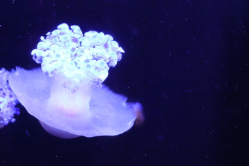 Elegant jellyfish floating gracefully in dark water during an aquarium exhibit