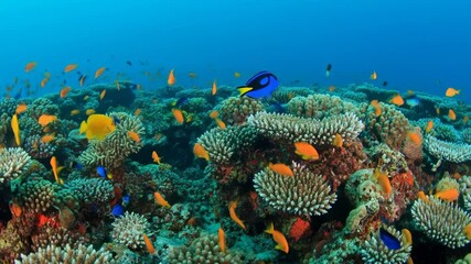 Beautiful vibrant coral reef ecosystem teeming with diverse marine life, a blue tang and yellow tang fish among vivid hard corals, footage. - Powered by Adobe