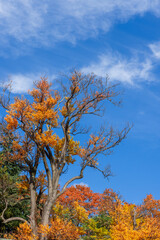 Fototapeta premium Zelkova tree with sparse autumn foliage contrasts with the deep blue sky, delicate clouds drift above, highlighting the vibrant seasonal colors of Japan natural scenery