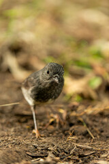 North Island Robin on the ground