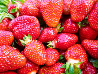 Pile of fresh harvested ripe strawberries (Fragaria × ananassa). Full frame. Harvesting stravberry red fruit with green leaves. Organic farming, healthy food, BIO viands, back to nature concept.