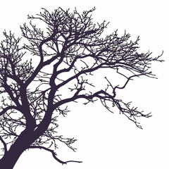  blackthorn silhouette vector