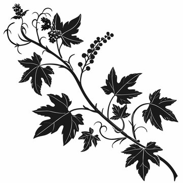 black and white bryony