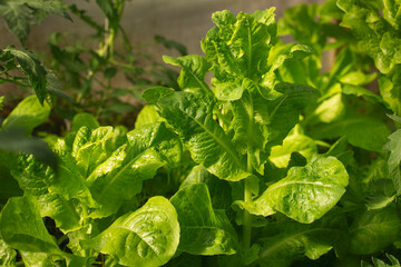 Green leafy vegetables cultivated in a home garden, top view. Close-up of fresh romaine lettuce in an outdoor vegetable bed.