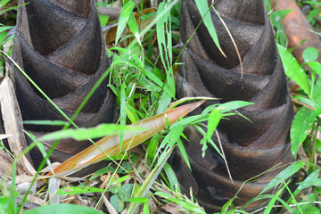 Young bamboo shoots or young bamboo plants that are still in dense forests