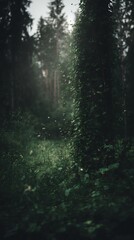 Obraz premium Enchanting Forest Scene Ivy Covered Tree Trunk in Misty Woods.