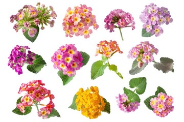 High Definition Image of Set of Bouquet Made with Lantana Flowers