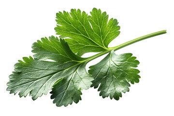 Fresh Cilantro Leaf Isolated on PNG Background – High-Resolution Botanical Close-Up