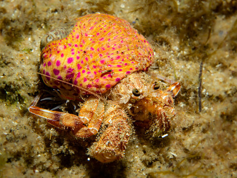 Unterwasserfoto eines Einsiedlerkrebs auf Algen im Mittellmeer, Costa Brava, Spanien, Pagurus prideauxi mit Adamsia palliata