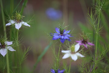Mixed white, blue and pink Nigella Love-in-a-mist