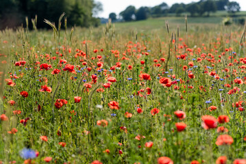 Poppies in the field
