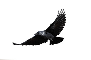 crow in flight on clear backgroung	