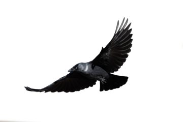 crow in flight on clear backgroung	