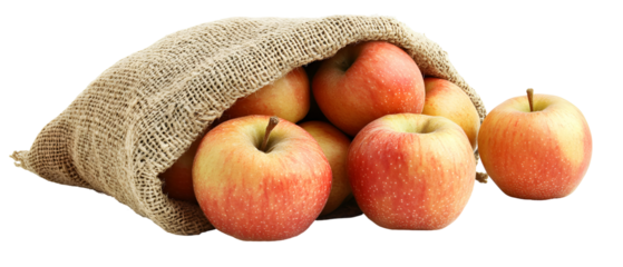 Freshly harvested apples spilling from a rustic burlap sack against black background