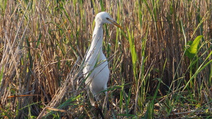 great blue heron