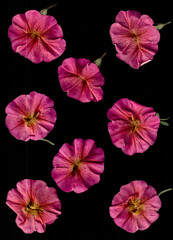 Obraz premium pink petunias flower pattern