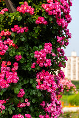 climbing roses in the park
