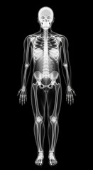 Human Skeleton X-ray Depicting Full Body Anatomy Against Black Background