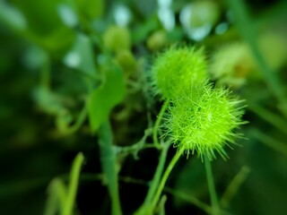 close up of rambusa or ermot fruit (Passiflora foetida) in the outdoor garden