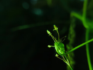 vines with flowers on dark background