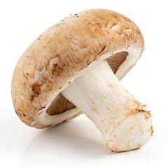 Mushrooms isolated on white background