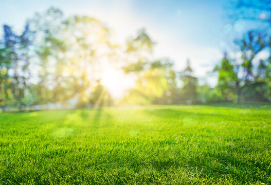 natural grass in park and trees background with blurred bokeh and sun rays