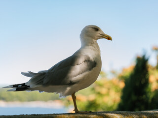 seagull on the rock