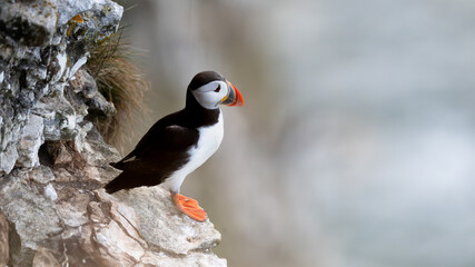 Atlantic Puffin