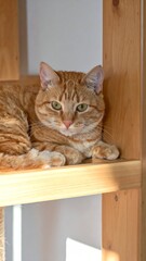 Ginger cat lying on the shelf of a cat tree, bathed in warm sunlight, looking into the camera