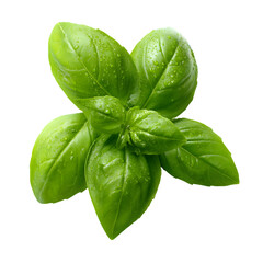 Fototapeta premium Fresh Basil: A close-up shot of a vibrant sprig of fresh basil, with its lush, green leaves glistening with tiny droplets of water, showcasing its aromatic essence.
