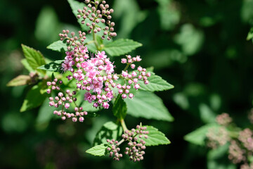 small pink flowers on a branch close-up