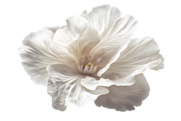 A single sakura bloom with softly curled petals, highlighted in natural light, isolated against a clean white background