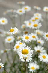 Fototapeta premium chamomile flowers close up
